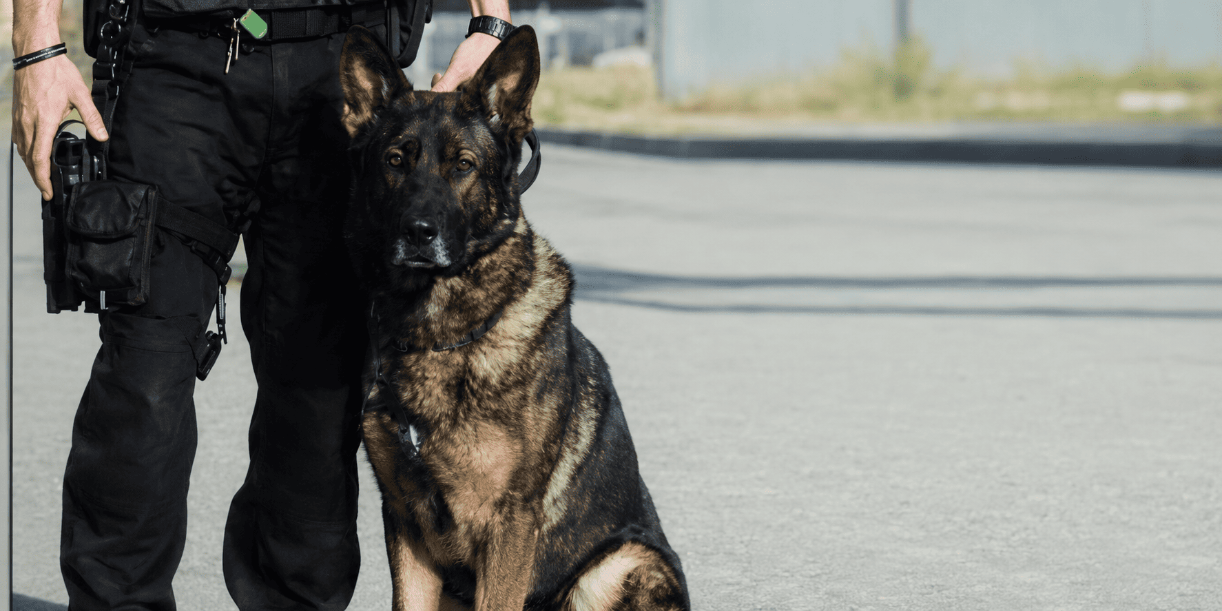 Explosives and Guard Dogs K9